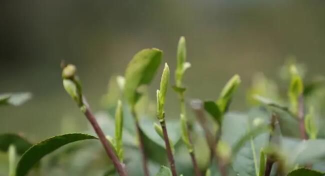 关于思南：孙家坝镇万亩春茶开采的最新消息
