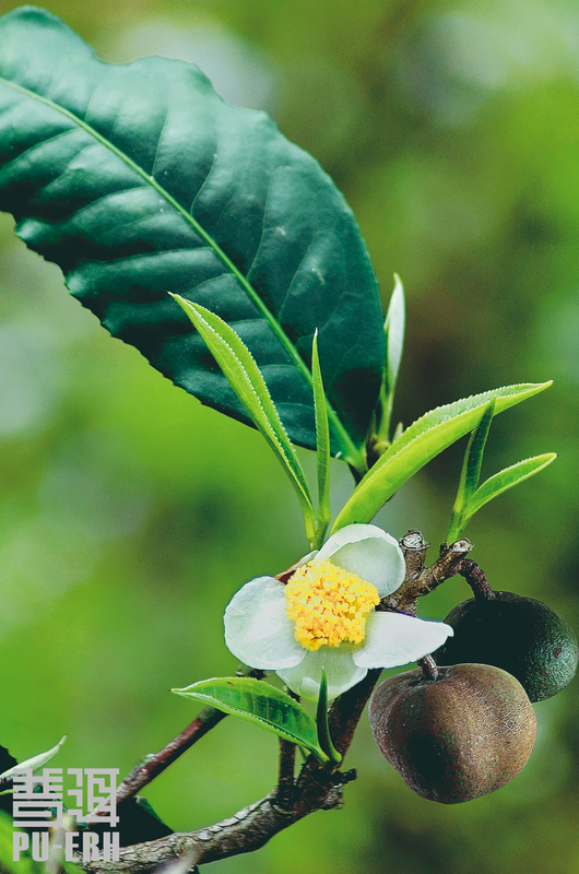 有关于普洱茶的新面孔 你看清了吗？的相关内容(2)