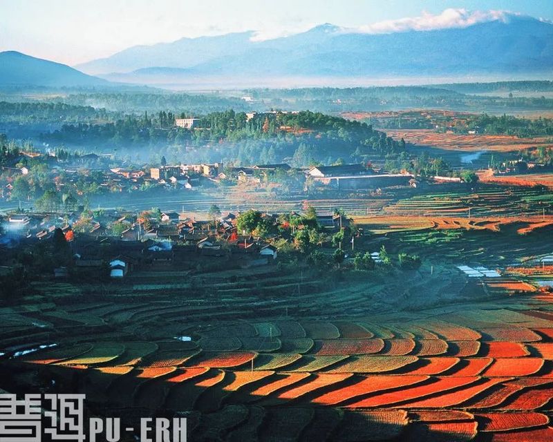 有关于普洱茶的新面孔 你看清了吗？的相关内容(3)