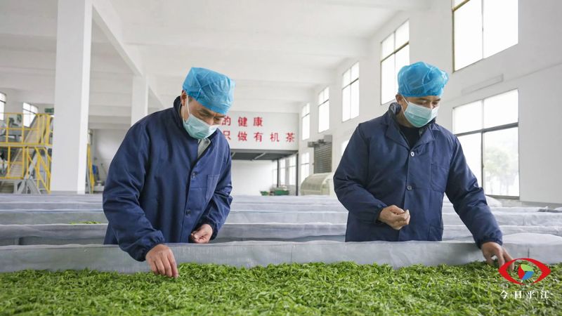 关于开采啰！平江把这片“叶子”舞活了的最新消息(4)