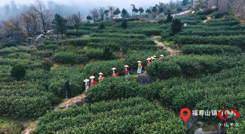 关于开采啰！平江把这片“叶子”舞活了的最新消息(5)