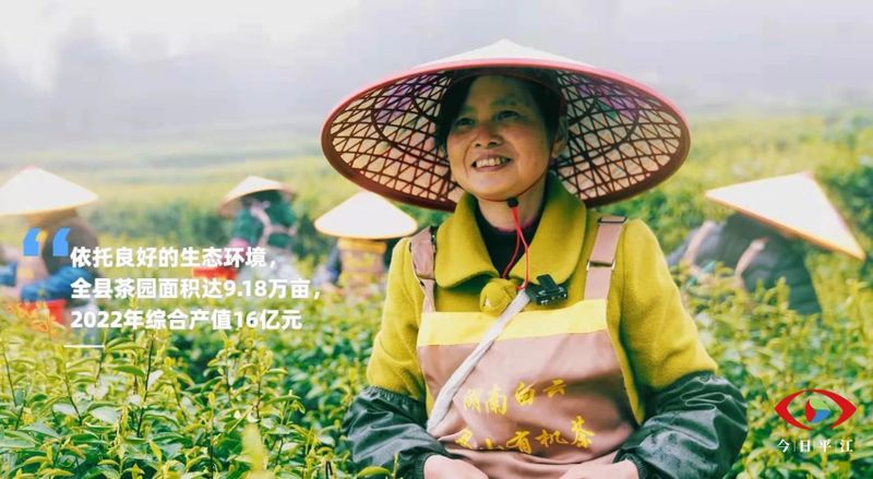 关于开采啰！平江把这片“叶子”舞活了的最新消息(2)