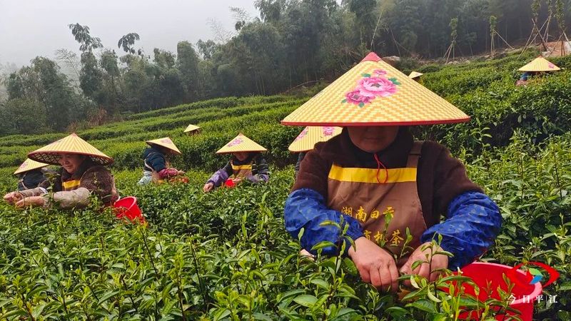 关于开采啰！平江把这片“叶子”舞活了的最新消息(6)