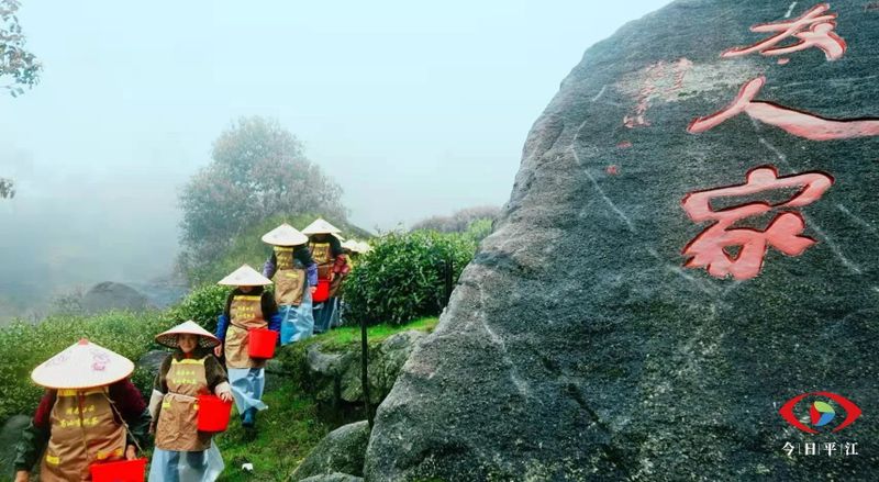 关于开采啰！平江把这片“叶子”舞活了的最新消息(7)