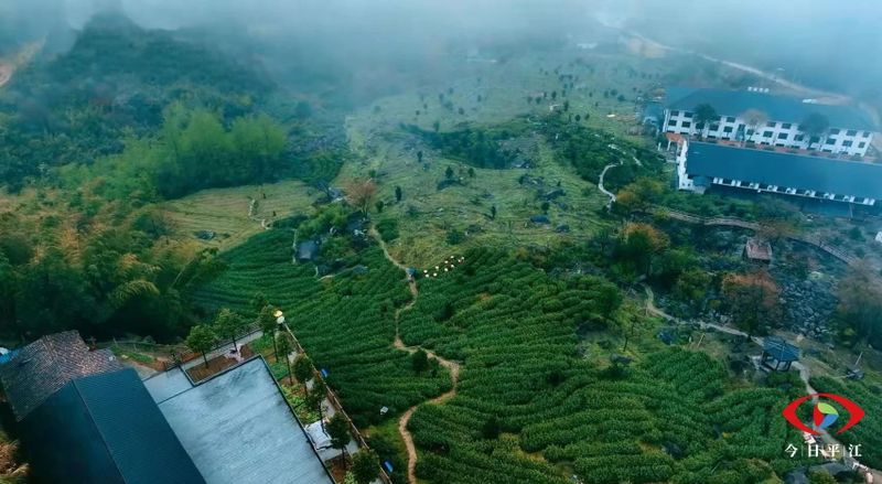 关于开采啰！平江把这片“叶子”舞活了的最新消息(3)