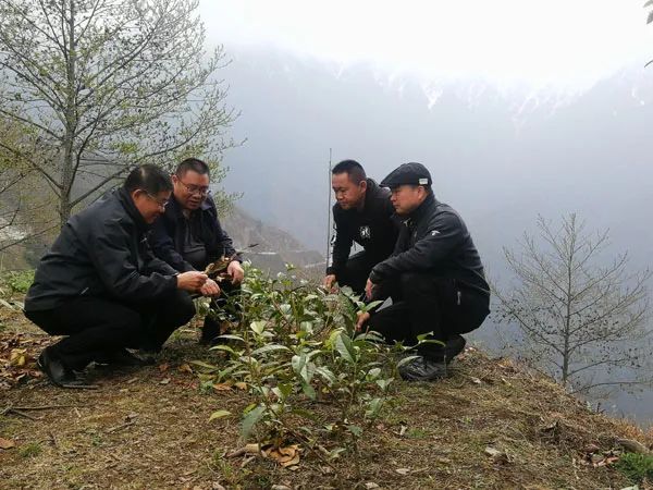 有关于云南茶叶所专家到怒江州开展茶产业调研的内容(2)
