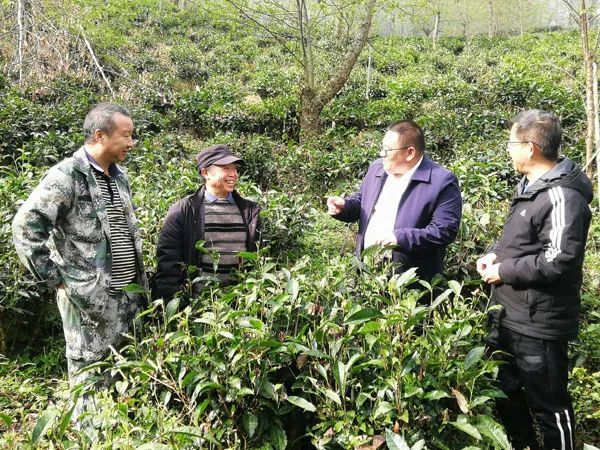 有关于云南茶叶所专家到怒江州开展茶产业调研的内容