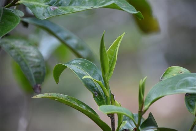 有关于2023年冰岛老寨古树春茶价格20000-90000元的内容(1)