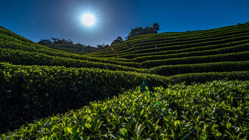有关于莆田市政协在仙游园庄镇开展“三茶”调研的资讯