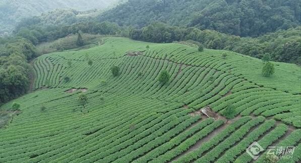 有关于在云南 一叶春茶奏响产业之歌的资讯(9)
