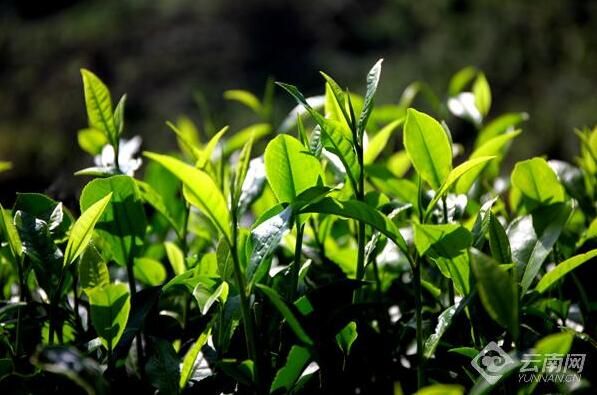有关于在云南 一叶春茶奏响产业之歌的资讯(6)