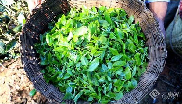 有关于在云南 一叶春茶奏响产业之歌的资讯(7)