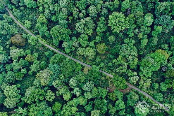 有关于在云南 一叶春茶奏响产业之歌的资讯