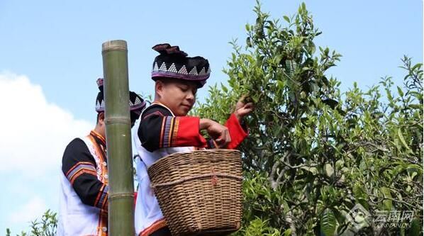 有关于在云南 一叶春茶奏响产业之歌的资讯(3)