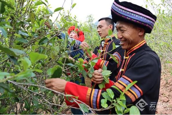 有关于在云南 一叶春茶奏响产业之歌的资讯(4)