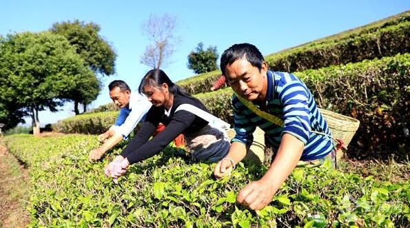 有关于在云南 一叶春茶奏响产业之歌的资讯(2)