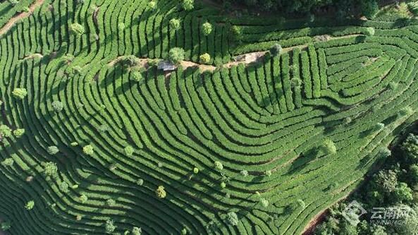 有关于在云南 一叶春茶奏响产业之歌的资讯(8)