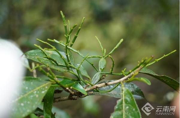 有关于在云南 一叶春茶奏响产业之歌的资讯(1)