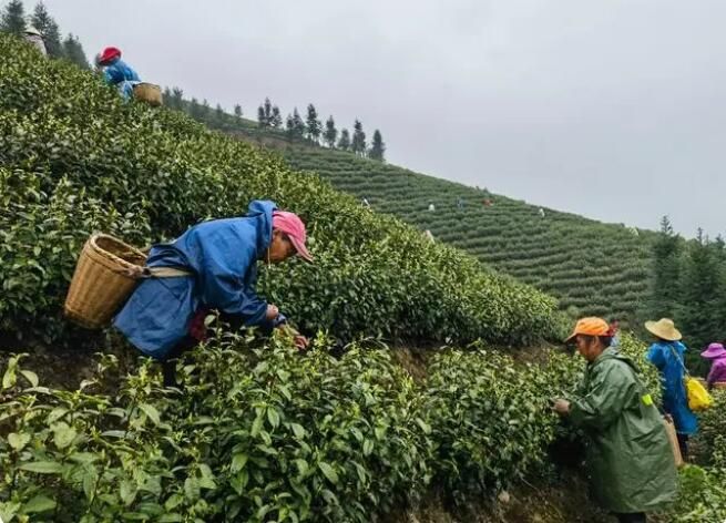 有关于湖南头春茶受宠，价格上浮订单喜人的新闻(4)