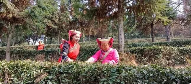 有关于湖南头春茶受宠，价格上浮订单喜人的新闻(2)