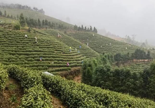 有关于湖南头春茶受宠，价格上浮订单喜人的新闻(3)