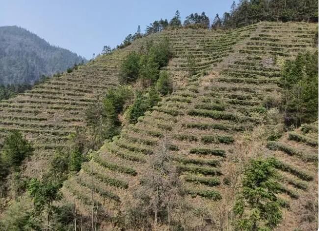 有关于湖南头春茶受宠，价格上浮订单喜人的新闻(1)