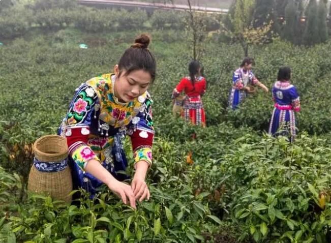 有关于湖南头春茶受宠，价格上浮订单喜人的新闻