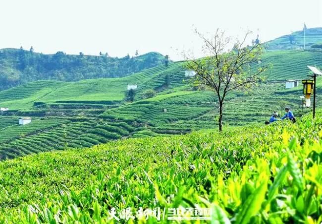 关于贵定县“三品三茶”交流会暨贵定云雾贡茶产销对接会在云雾镇隆重举行的资讯(14)