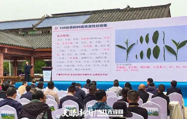 关于贵定县“三品三茶”交流会暨贵定云雾贡茶产销对接会在云雾镇隆重举行的资讯(5)