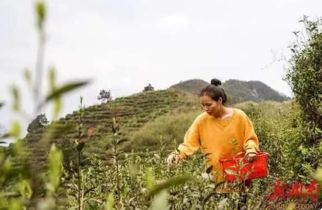 有关于3000亩春茶抢“鲜”采 祁东县现代农业稳中增效的信息