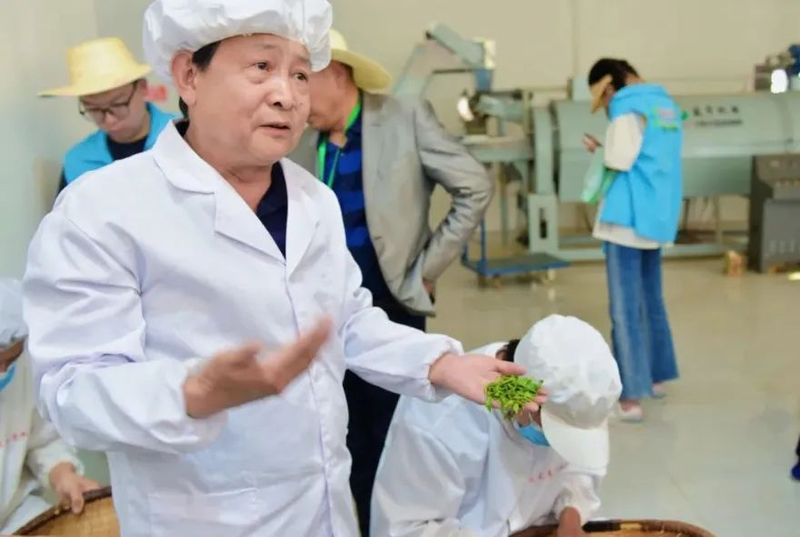 有关于汉中镇巴：传承手工制茶技艺 打造研学劳动教育基地的内容(1)