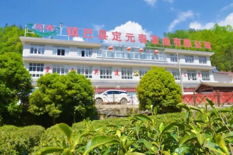 有关于汉中镇巴：传承手工制茶技艺 打造研学劳动教育基地的内容(4)