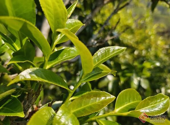 关于云南凤庆：春茶季、古树茶走俏的新闻(1)