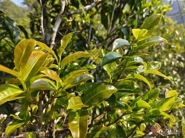 关于云南凤庆：春茶季、古树茶走俏的新闻