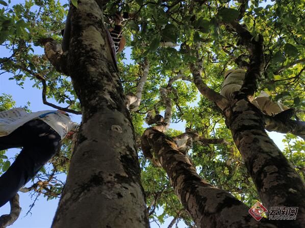 关于云南凤庆：春茶季、古树茶走俏的新闻(2)