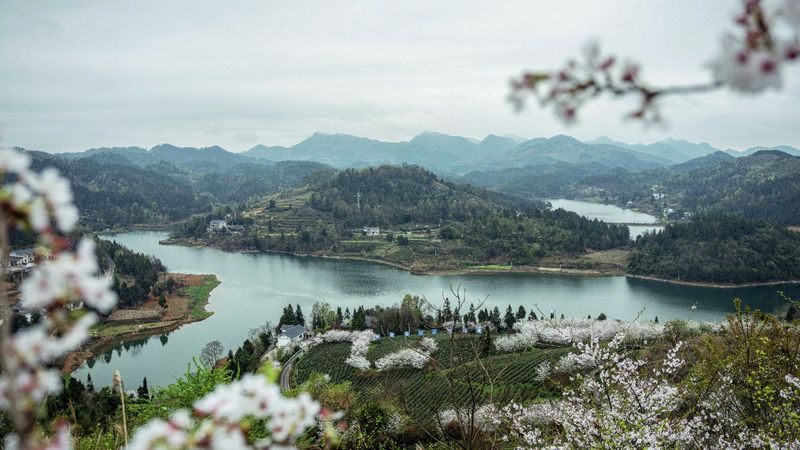 有关于2023年贵州茶“十佳评选”春日正好！去这些最美茶山来一场说走就走的旅行的最新消息(8)