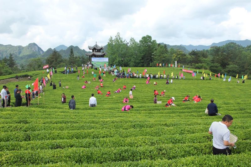 有关于2023年贵州茶“十佳评选”春日正好！去这些最美茶山来一场说走就走的旅行的最新消息(18)