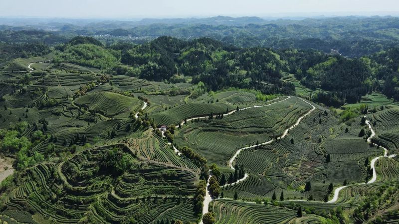 有关于2023年贵州茶“十佳评选”春日正好！去这些最美茶山来一场说走就走的旅行的最新消息(30)