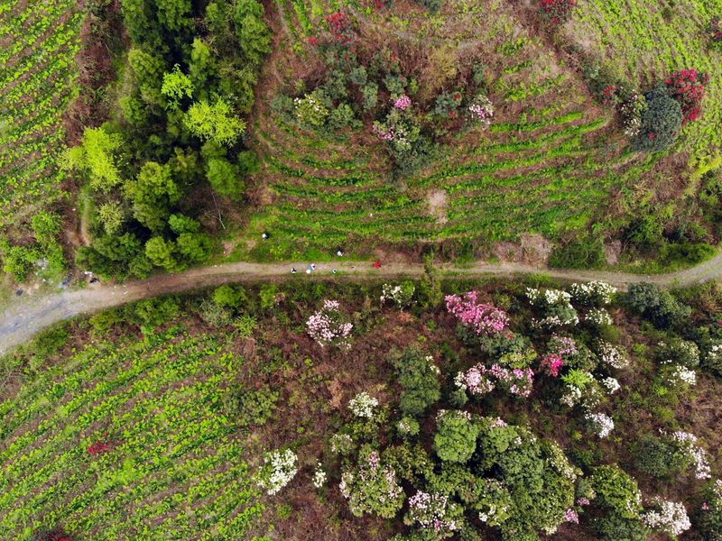 有关于2023年贵州茶“十佳评选”春日正好！去这些最美茶山来一场说走就走的旅行的最新消息(19)