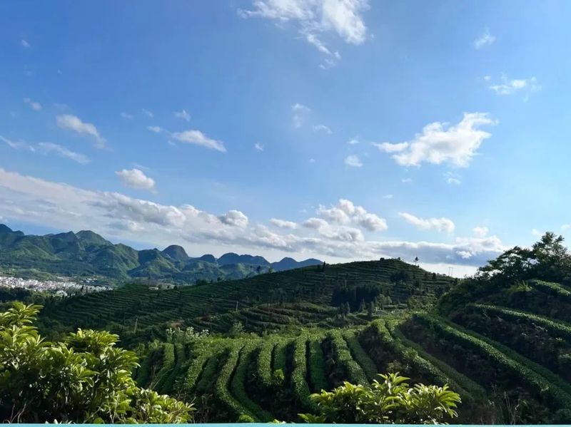 有关于2023年贵州茶“十佳评选”春日正好！去这些最美茶山来一场说走就走的旅行的最新消息(26)
