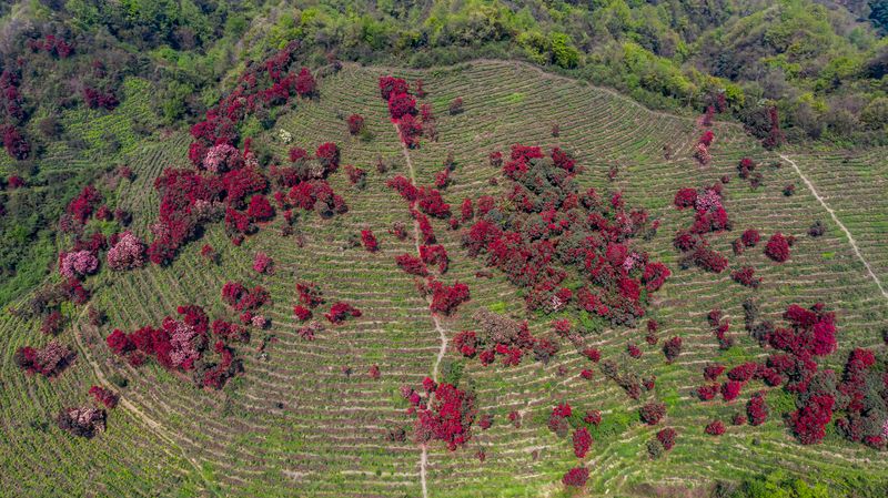 有关于2023年贵州茶“十佳评选”春日正好！去这些最美茶山来一场说走就走的旅行的最新消息(21)