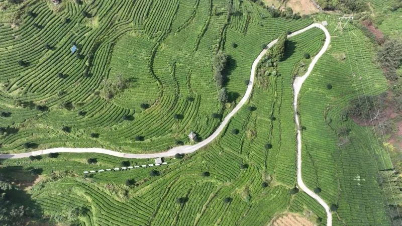 有关于2023年贵州茶“十佳评选”春日正好！去这些最美茶山来一场说走就走的旅行的最新消息(27)