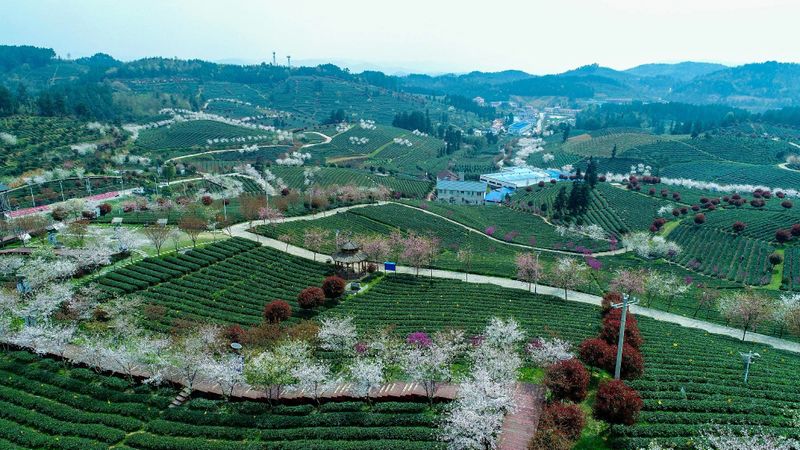 有关于2023年贵州茶“十佳评选”春日正好！去这些最美茶山来一场说走就走的旅行的最新消息(7)