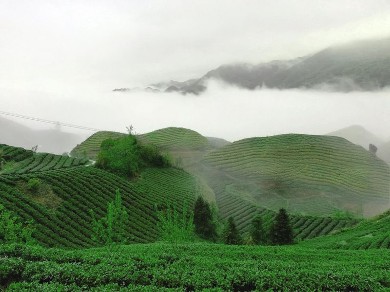 有关于2023年贵州茶“十佳评选”春日正好！去这些最美茶山来一场说走就走的旅行的最新消息(23)