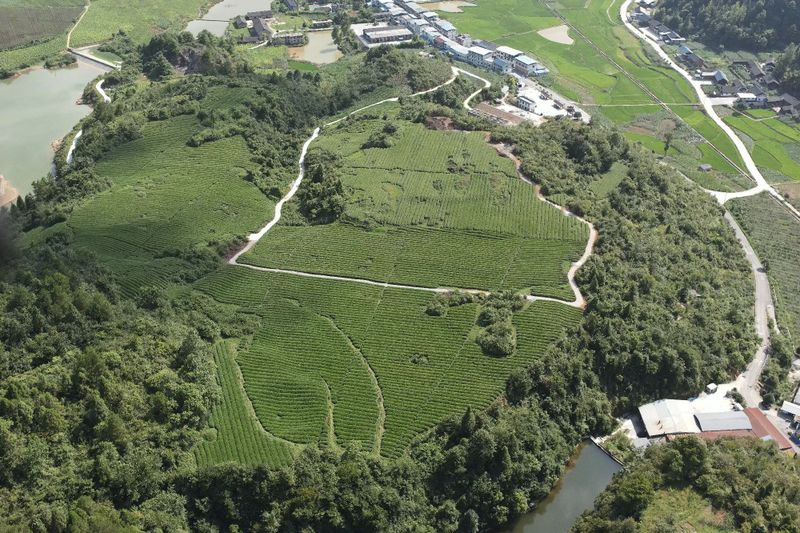 有关于2023年贵州茶“十佳评选”春日正好！去这些最美茶山来一场说走就走的旅行的最新消息(16)