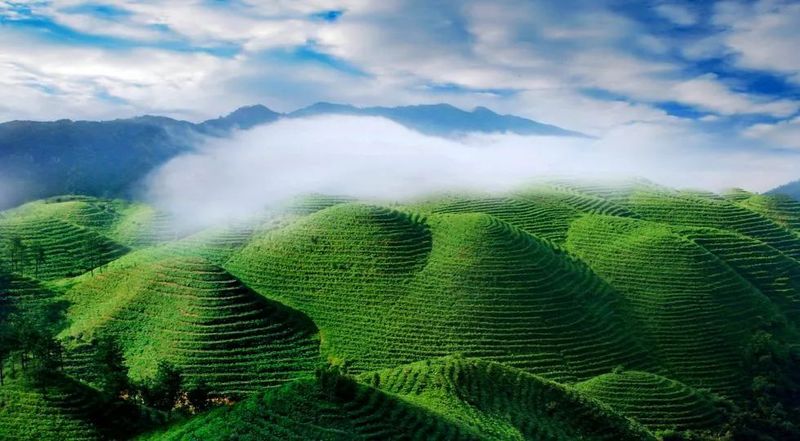 有关于2023年贵州茶“十佳评选”春日正好！去这些最美茶山来一场说走就走的旅行的最新消息