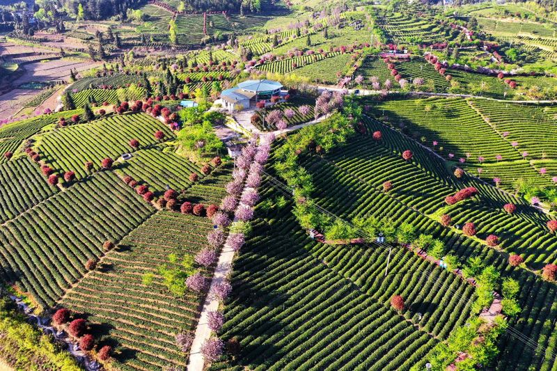 有关于2023年贵州茶“十佳评选”春日正好！去这些最美茶山来一场说走就走的旅行的最新消息(9)