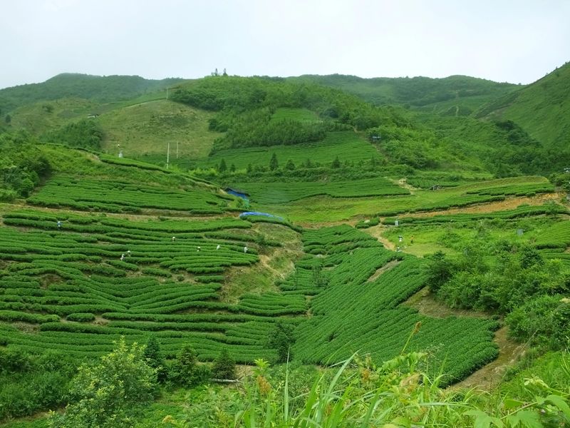 有关于2023年贵州茶“十佳评选”春日正好！去这些最美茶山来一场说走就走的旅行的最新消息(24)