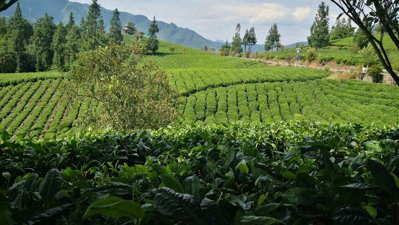 有关于2023年贵州茶“十佳评选”春日正好！去这些最美茶山来一场说走就走的旅行的最新消息(15)