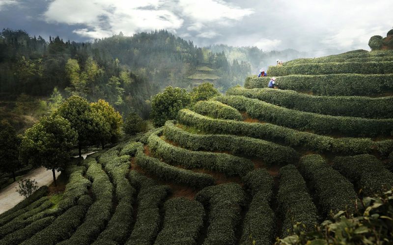 有关于2023年贵州茶“十佳评选”春日正好！去这些最美茶山来一场说走就走的旅行的最新消息(28)